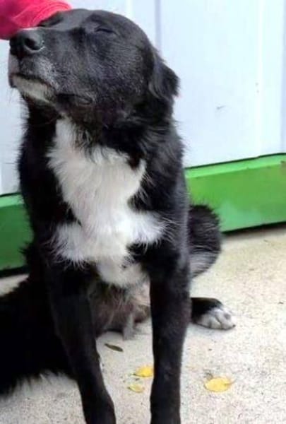 FELIX sucht seine Menschen