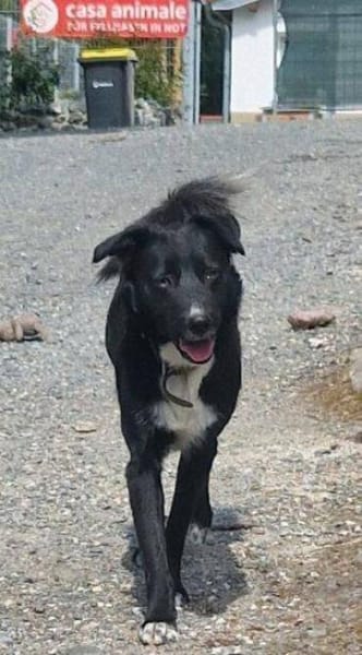 FELIX sucht seine Menschen