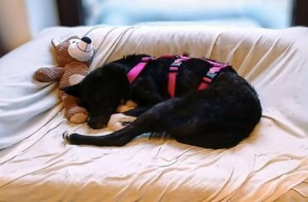 PAULINE * voller Lebensfreude