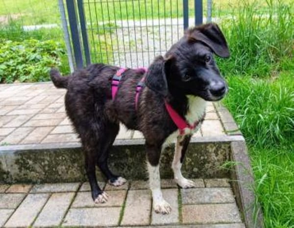 PAULINE * voller Lebensfreude