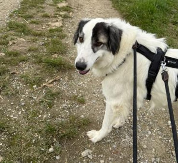 Wunderbare Shine sucht ihre Familie