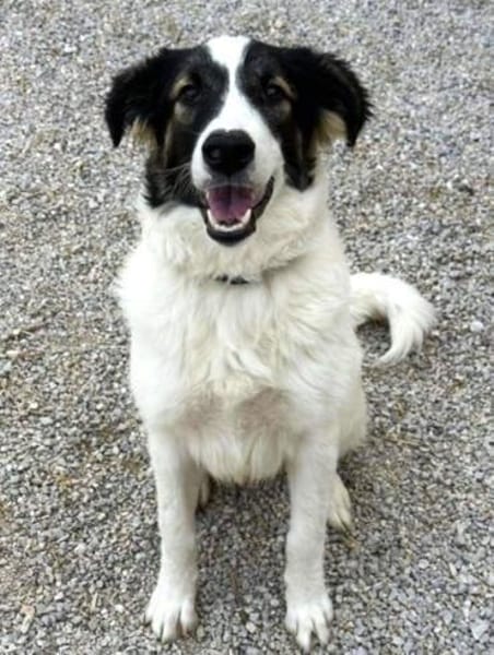 Unkomplizierte Brave sucht ihr Zuhause