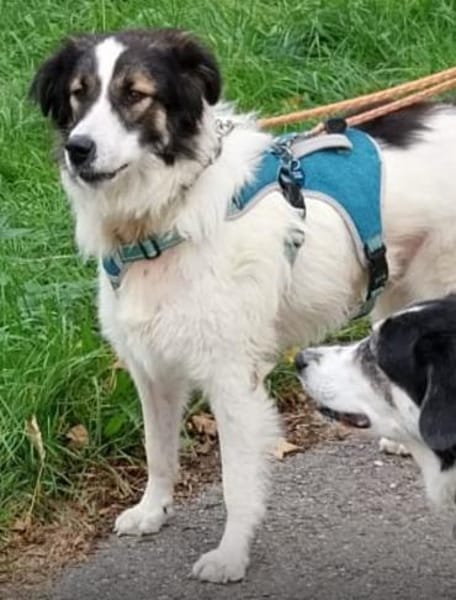 Unkomplizierte Brave sucht ihr Zuhause