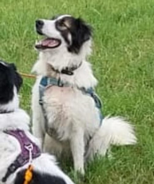 Unkomplizierte Brave sucht ihr Zuhause