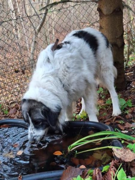 Tori  Die Hündin, die mit ihrem Lächeln