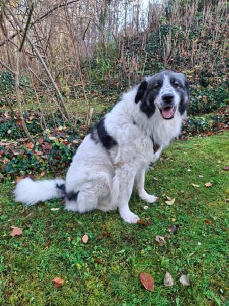 Tori  Die Hündin, die mit ihrem Lächeln