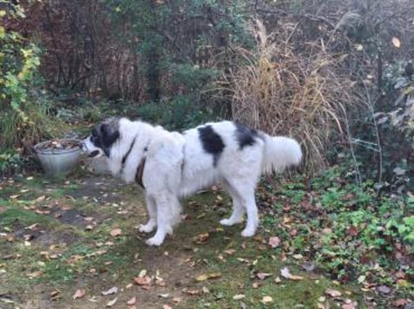 Tori  Die Hündin, die mit ihrem Lächeln