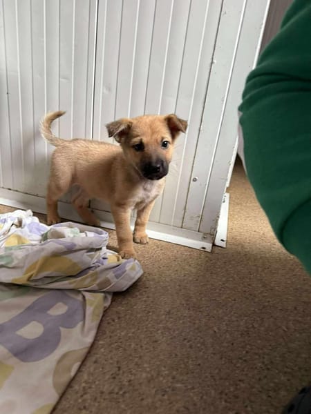 Baby ❤ 🐾  NALA ,auf der Suche