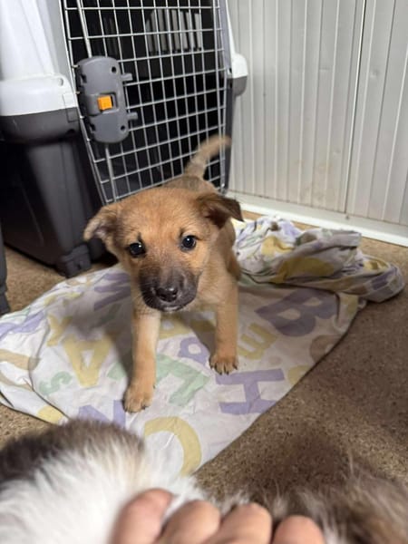 Baby ❤ 🐾  NALA ,auf der Suche