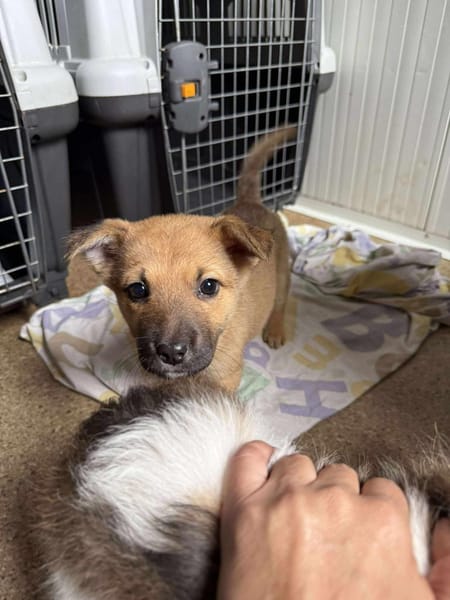 Baby ❤ 🐾  NALA ,auf der Suche