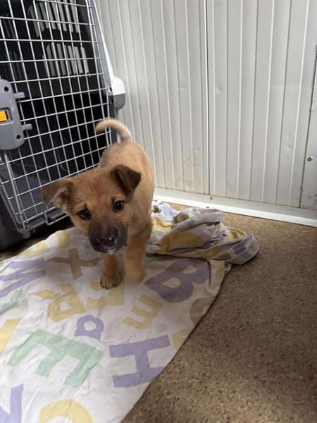 Baby ❤ 🐾  NALA ,auf der Suche