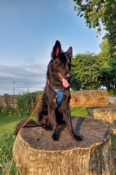 Bodhi  Wirbelwind sucht Körbchen❤