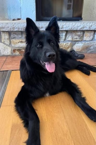 Bodhi  Wirbelwind sucht Körbchen❤