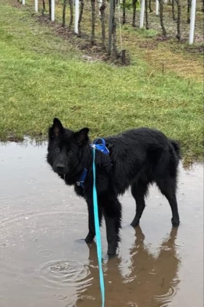 Bodhi  Wirbelwind sucht Körbchen❤