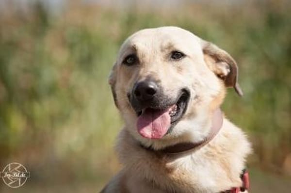 Lucky - Möchte sein Glück finden🍀