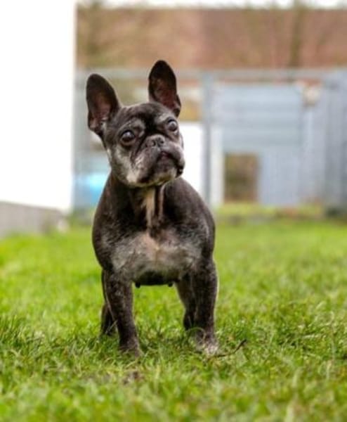 PAULA - sucht dringend HOSPIZ-PLATZ !!!