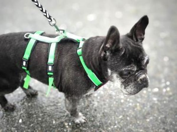 PAULA - sucht dringend HOSPIZ-PLATZ !!!