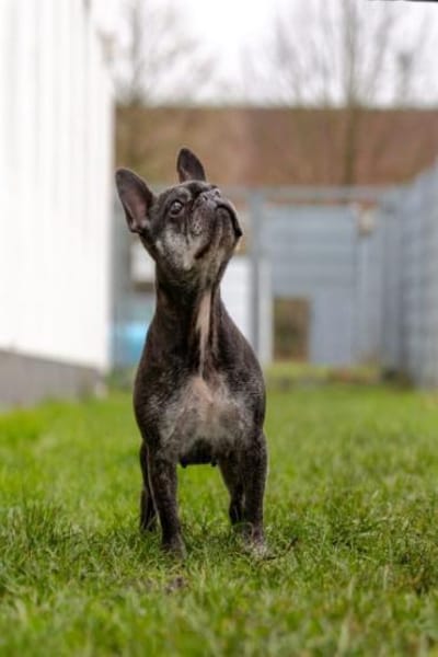 PAULA - sucht dringend HOSPIZ-PLATZ !!!