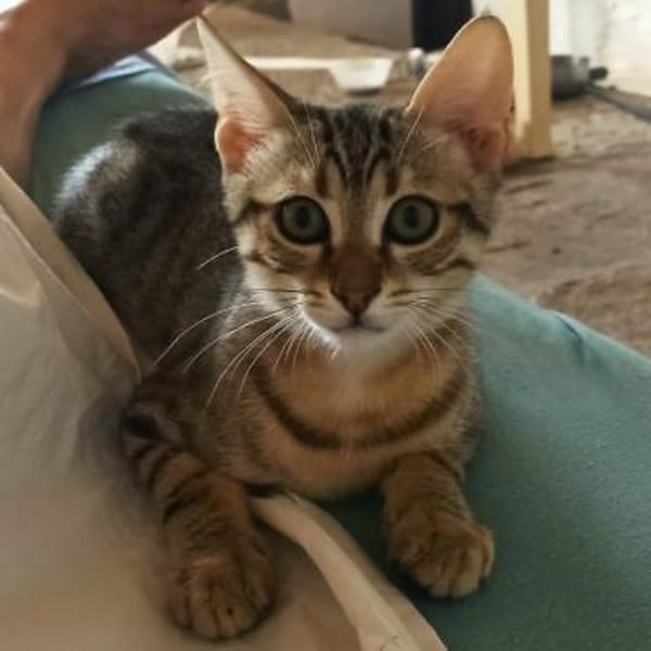 Verspielter Stevie sucht Zuhause