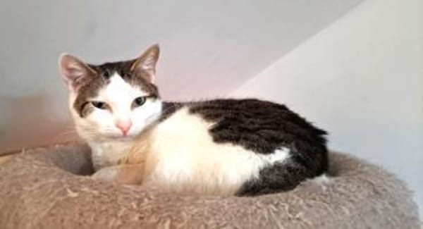 Liebe Farah - hoch schwanger entsorgt !