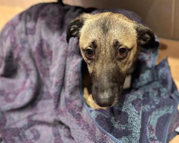 Liam ein Herz auf 4 Pfoten sucht Zuhause