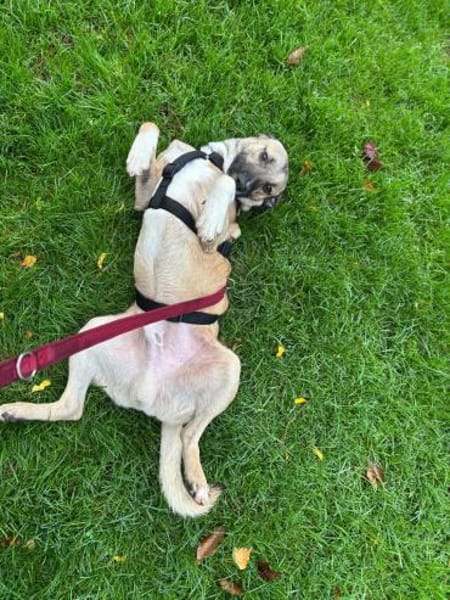 Liam ein Herz auf 4 Pfoten sucht Zuhause