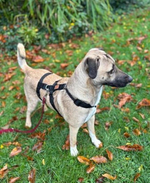 Liam ein Herz auf 4 Pfoten sucht Zuhause