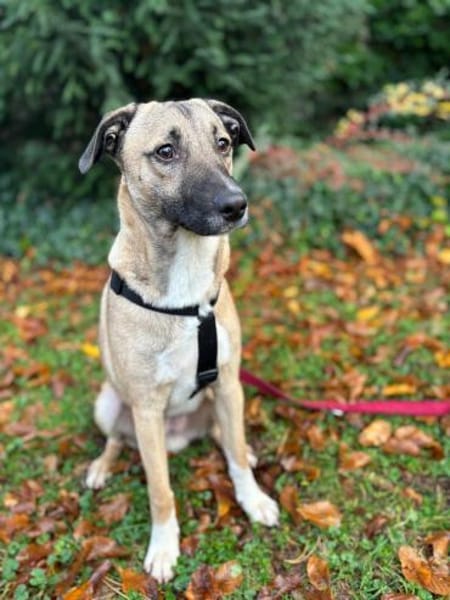 Liam ein Herz auf 4 Pfoten sucht Zuhause