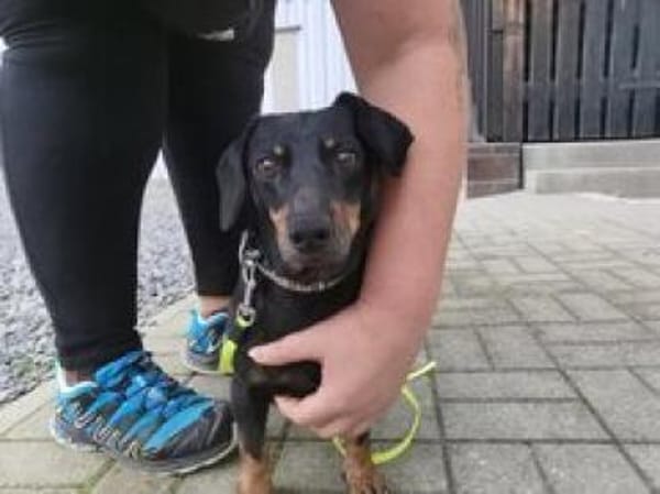 Senior Doktor sucht Dackelfans