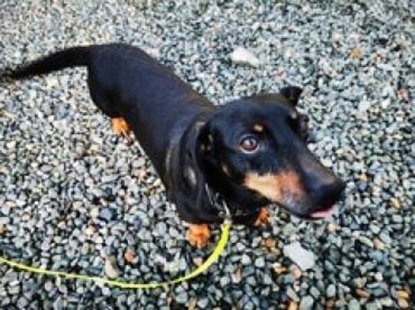 Senior Doktor sucht Dackelfans