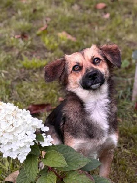 Wunderschöne Hündin sucht ihr Zuhause