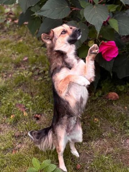 Wunderschöne Hündin sucht ihr Zuhause