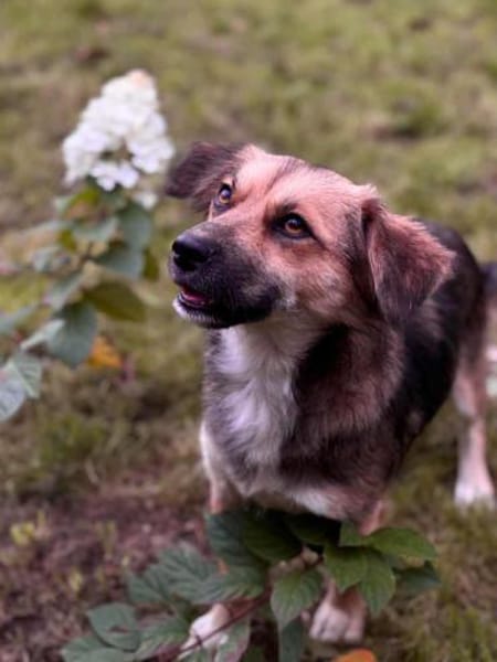 Wunderschöne Hündin sucht ihr Zuhause