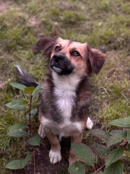 Wunderschöne Hündin sucht ihr Zuhause