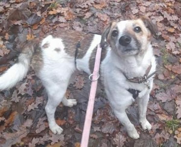 MIRKA sucht Zuneigung