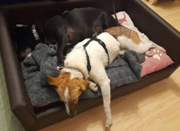 MIRKA sucht Zuneigung