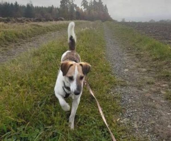 MIRKA sucht Zuneigung