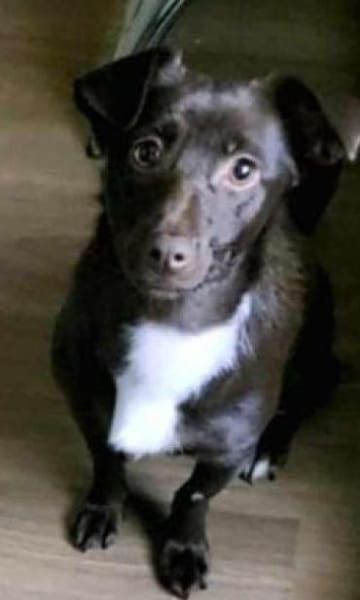 Kashka  Lustige Maus sucht ...