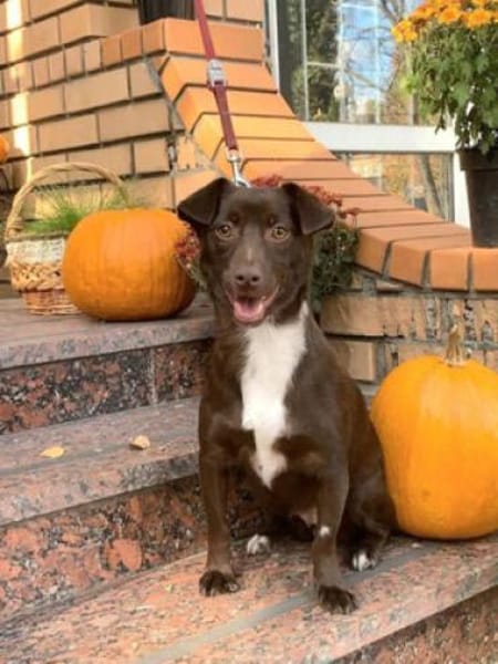 Kashka  Lustige Maus sucht ...