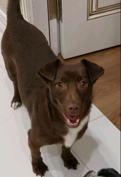 Kashka  Lustige Maus sucht ...