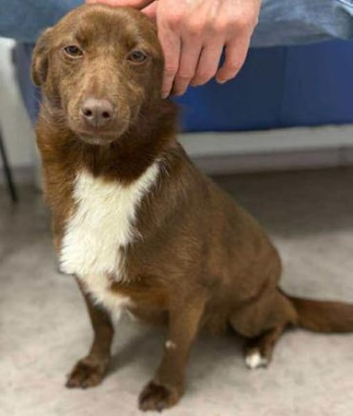 Kashka  Lustige Maus sucht ...