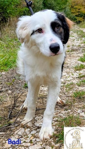 Badi   mit der besonderen Fellzeichnung