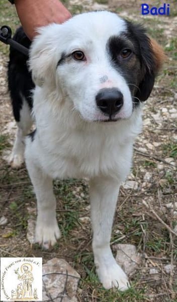 Badi   mit der besonderen Fellzeichnung