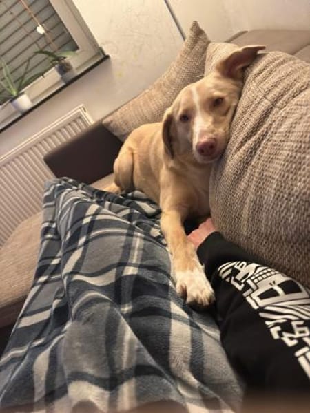 Dringend Zuhause gesucht für CREAM🆘♥