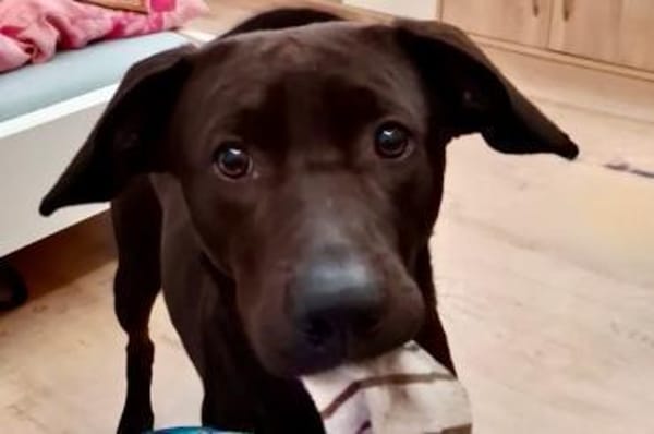 PatchTreue Socke auf der suche nach dir