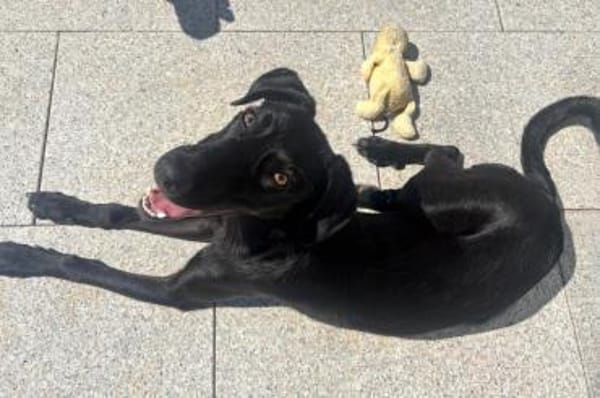 Elektra  voller Energie und Liebe ❤