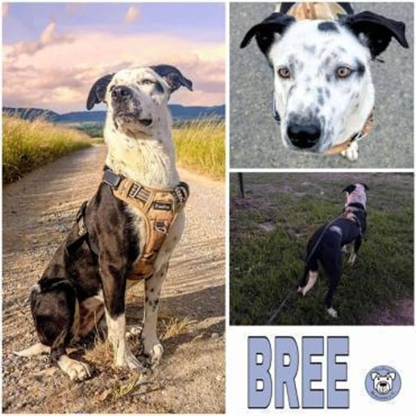 BREE -Traum von Hund-