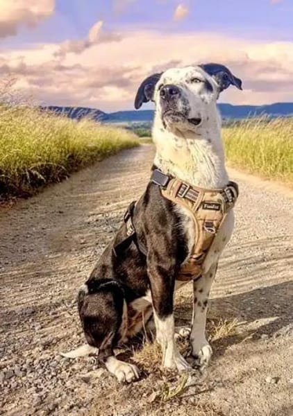 BREE -Traum von Hund-