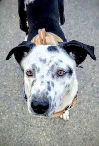 BREE -Traum von Hund-