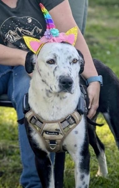 BREE -Traum von Hund-